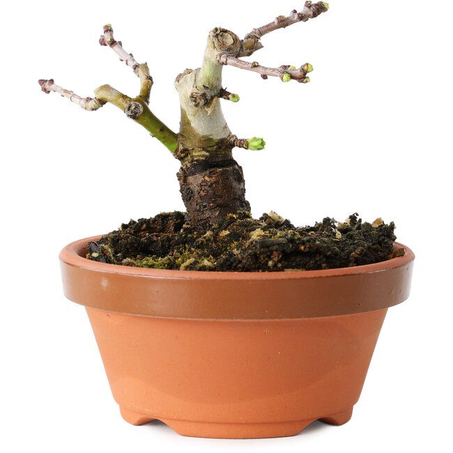 Crataegus cuneata, 7 cm, ± 12 jaar oud