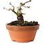 Crataegus cuneata, 7 cm, ± 12 jaar oud
