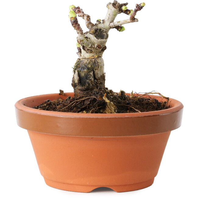 Crataegus cuneata, 6,5 cm, ± 12 jaar oud