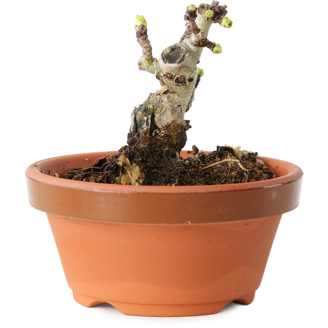 Crataegus cuneata, 6,5 cm, ± 12 años