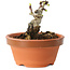 Crataegus cuneata, 6,5 cm, ± 12 jaar oud