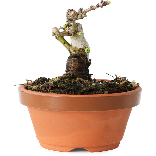 Crataegus cuneata, 7 cm, ± 12 Jahre alt