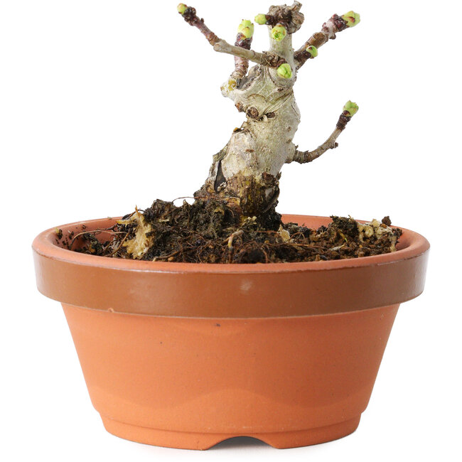 Crataegus cuneata, 6,5 cm, ± 12 años