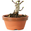 Crataegus cuneata, 6,5 cm, ± 12 jaar oud