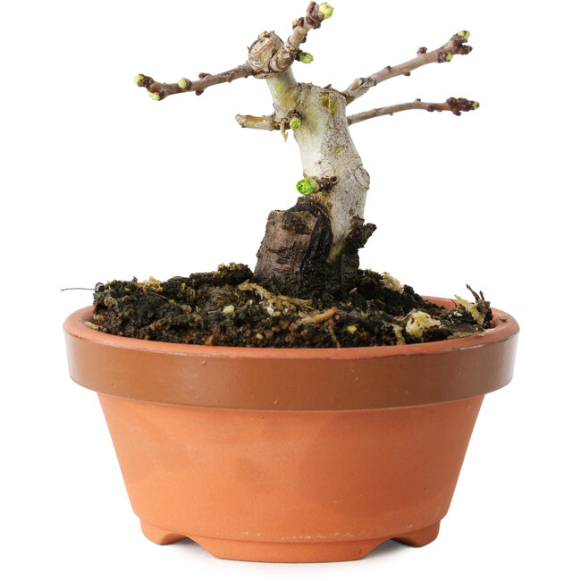 Crataegus cuneata, 7 cm, ± 12 anni