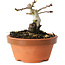 Crataegus cuneata, 7 cm, ± 12 jaar oud