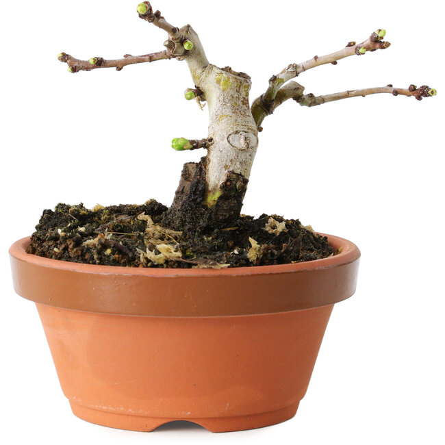 Crataegus cuneata, 7 cm, ± 12 ans