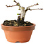 Crataegus cuneata, 7 cm, ± 12 jaar oud