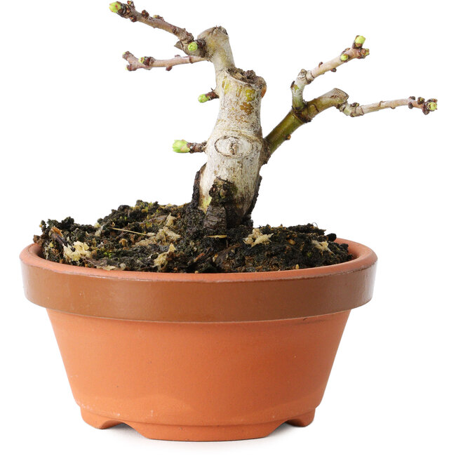 Crataegus cuneata, 7 cm, ± 12 años