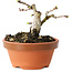 Crataegus cuneata, 7 cm, ± 12 jaar oud