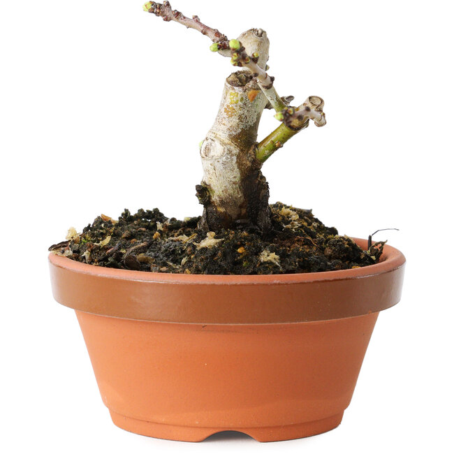 Crataegus cuneata, 7 cm, ± 12 ans