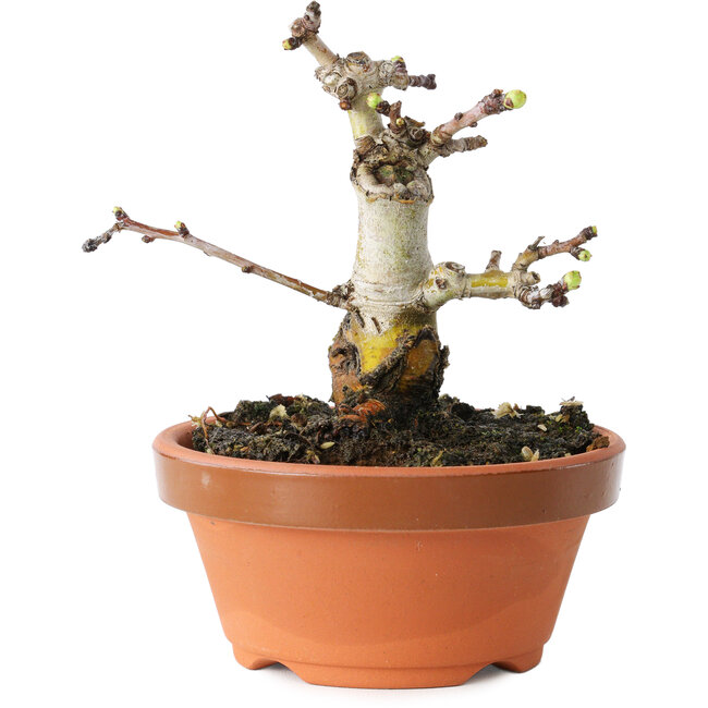 Crataegus cuneata, 10 cm, ± 12 jaar oud