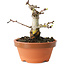 Crataegus cuneata, 10 cm, ± 12 jaar oud
