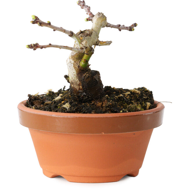 Crataegus cuneata, 7 cm, ± 12 Jahre alt