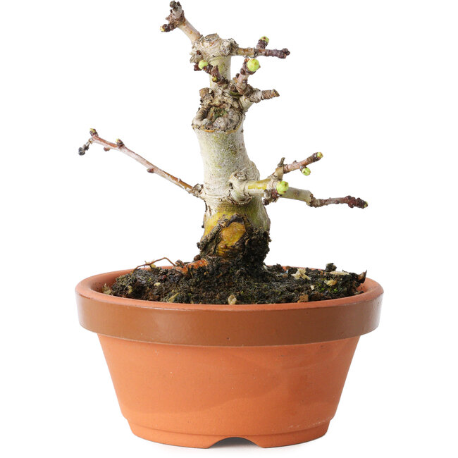 Crataegus cuneata, 10 cm, ± 12 years old