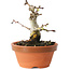 Crataegus cuneata, 10 cm, ± 12 jaar oud