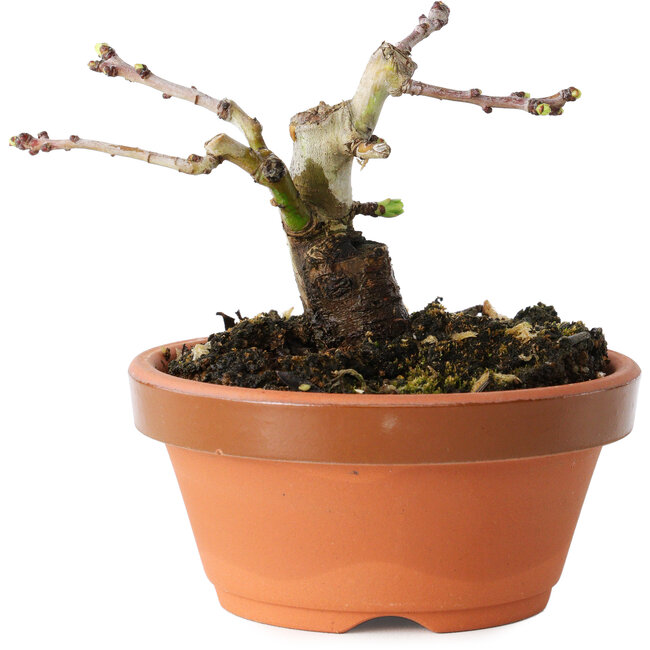 Crataegus cuneata, 7 cm, ± 12 ans