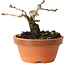 Crataegus cuneata, 7 cm, ± 12 anni