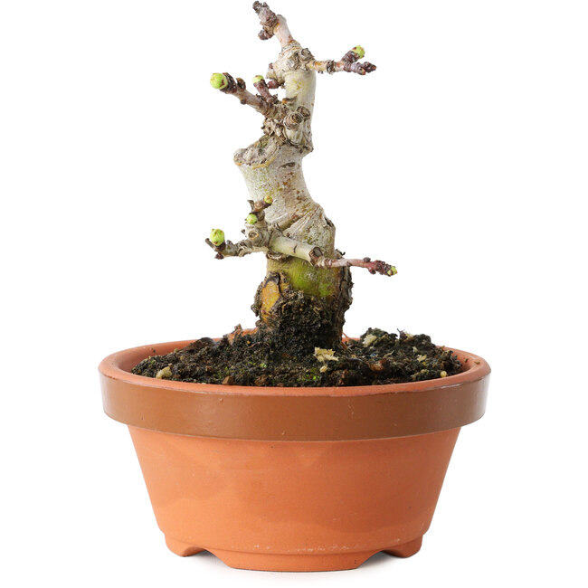 Crataegus cuneata, 10 cm, ± 12 Jahre alt