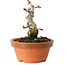 Crataegus cuneata, 10 cm, ± 12 jaar oud