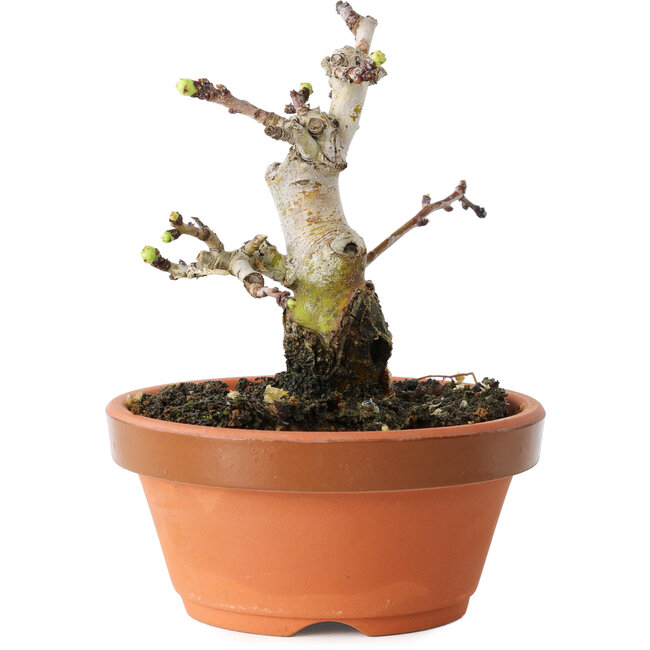Crataegus cuneata, 10 cm, ± 12 years old