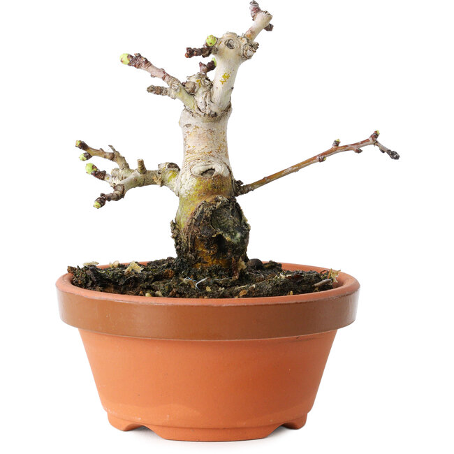 Crataegus cuneata, 10 cm, ± 12 anni