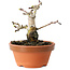 Crataegus cuneata, 10 cm, ± 12 jaar oud