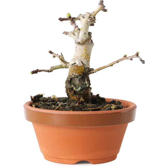 Crataegus cuneata, 10 cm, ± 12 years old