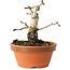 Crataegus cuneata, 10 cm, ± 12 jaar oud