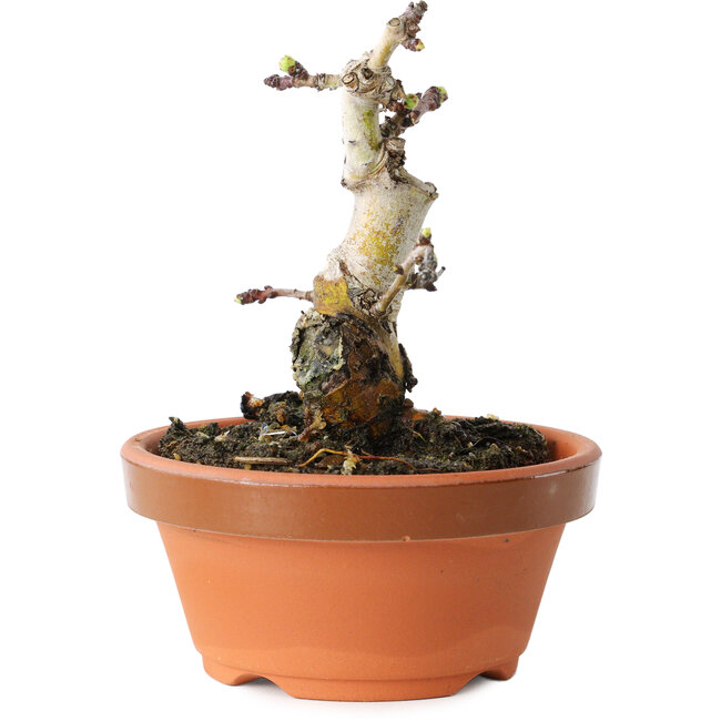 Crataegus cuneata, 10 cm, ± 12 Jahre alt