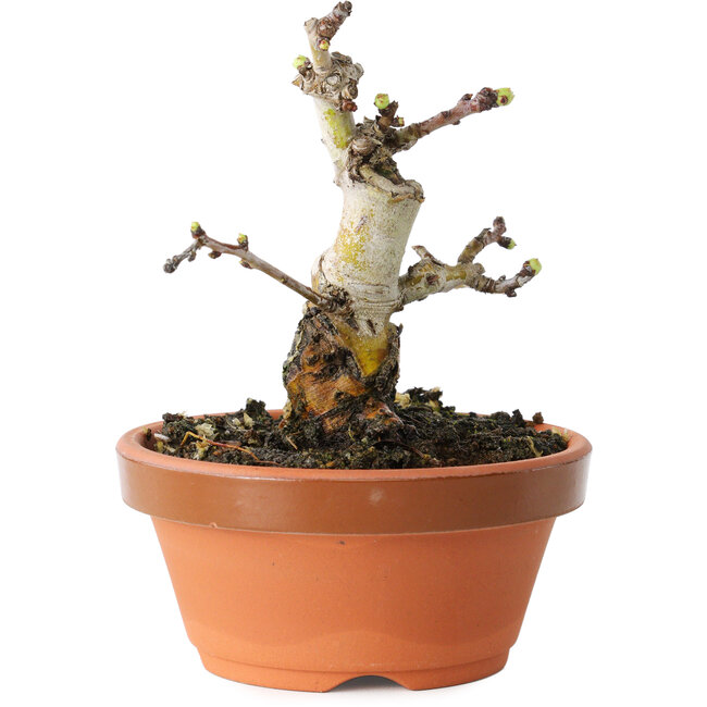 Crataegus cuneata, 10 cm, ± 12 ans