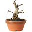 Crataegus cuneata, 10 cm, ± 12 jaar oud