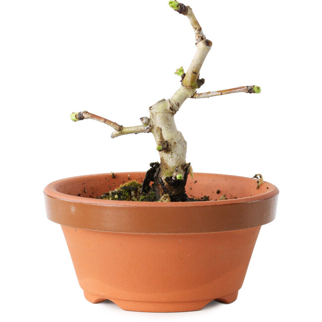 Crataegus cuneata, 10 cm, ± 12 jaar oud