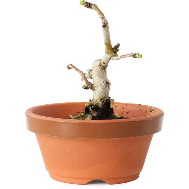 Crataegus cuneata, 10 cm, ± 12 Jahre alt