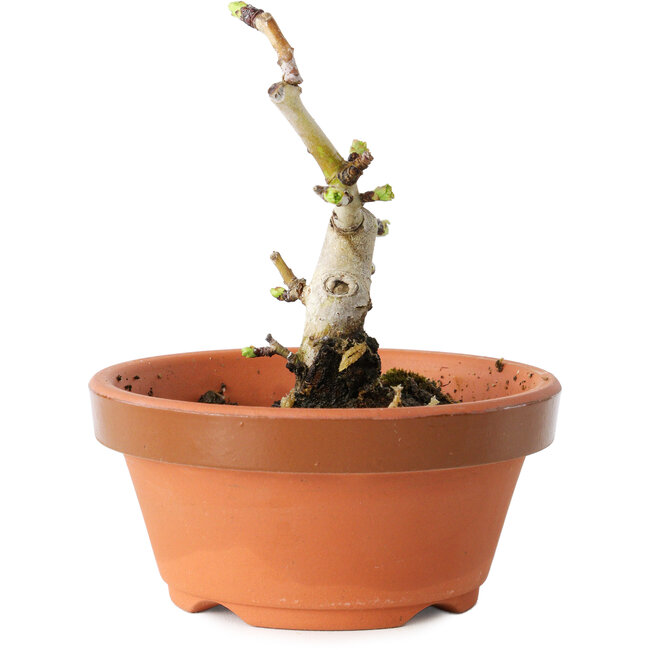 Crataegus cuneata, 10 cm, ± 12 years old