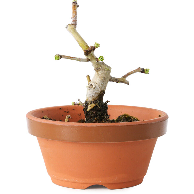 Crataegus cuneata, 10 cm, ± 12 years old