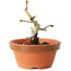 Crataegus cuneata, 10 cm, ± 12 Jahre alt
