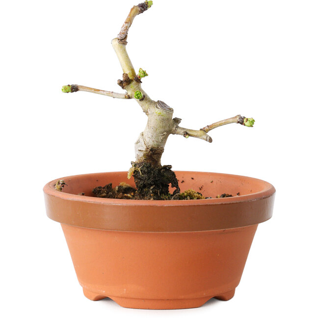 Crataegus cuneata, 10 cm, ± 12 ans