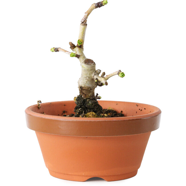 Crataegus cuneata, 10 cm, ± 12 Jahre alt