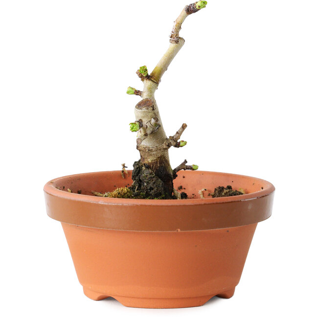 Crataegus cuneata, 10 cm, ± 12 años