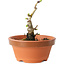 Crataegus cuneata, 10 cm, ± 12 Jahre alt