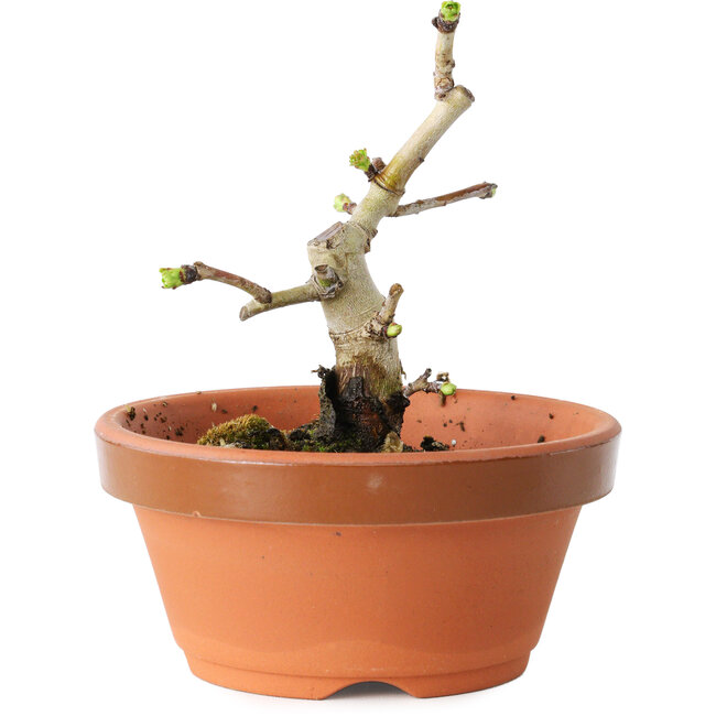 Crataegus cuneata, 10 cm, ± 12 Jahre alt