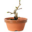 Crataegus cuneata, 10 cm, ± 12 jaar oud