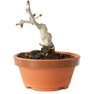 Crataegus cuneata, 9 cm, ± 12 jaar oud
