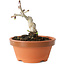 Crataegus cuneata, 9 cm, ± 12 jaar oud