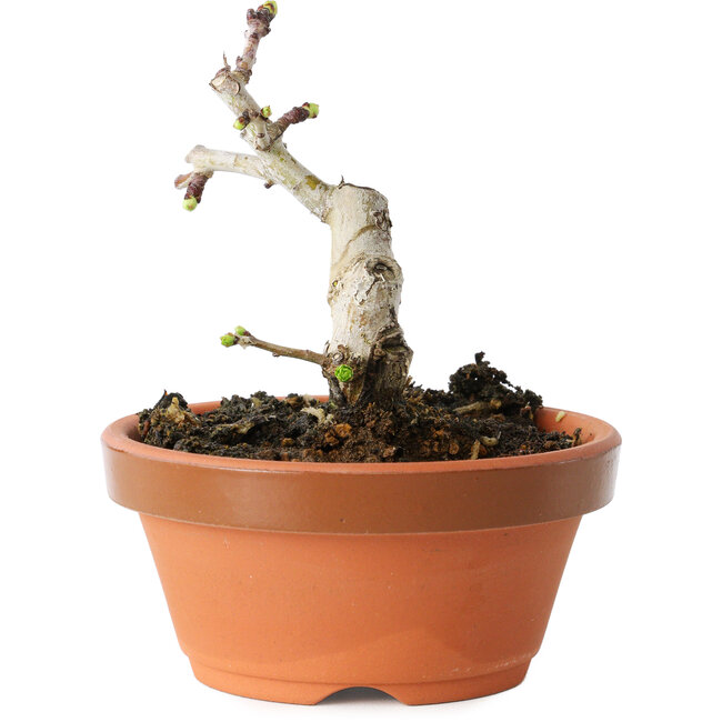 Crataegus cuneata, 9 cm, ± 12 años