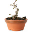 Crataegus cuneata, 9 cm, ± 12 jaar oud