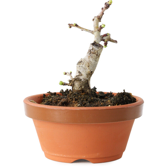 Crataegus cuneata, 9 cm, ± 12 years old