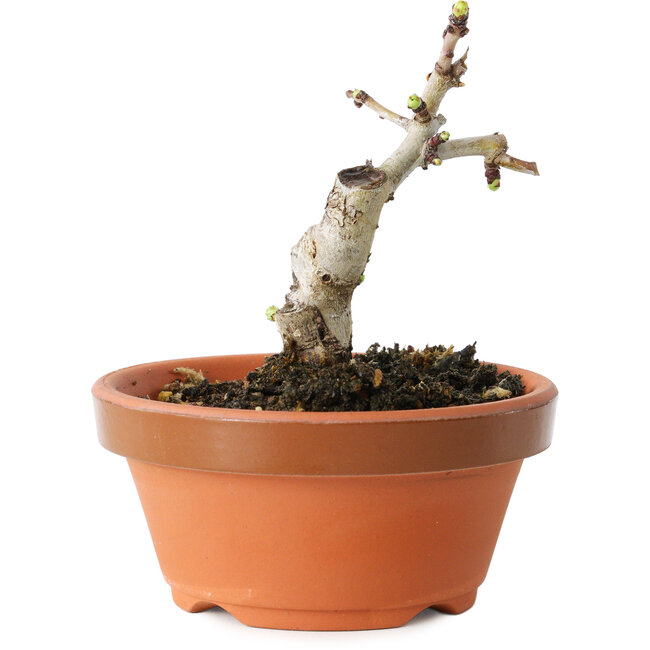 Crataegus cuneata, 9 cm, ± 12 ans