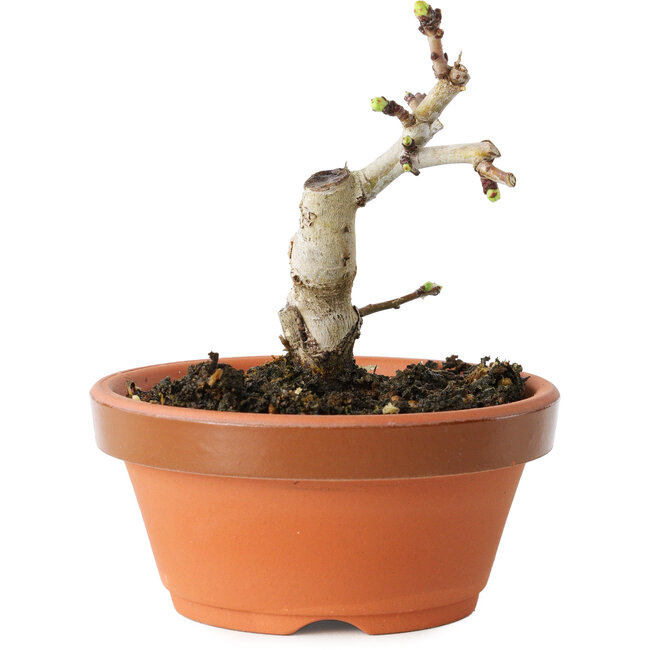 Crataegus cuneata, 9 cm, ± 12 ans